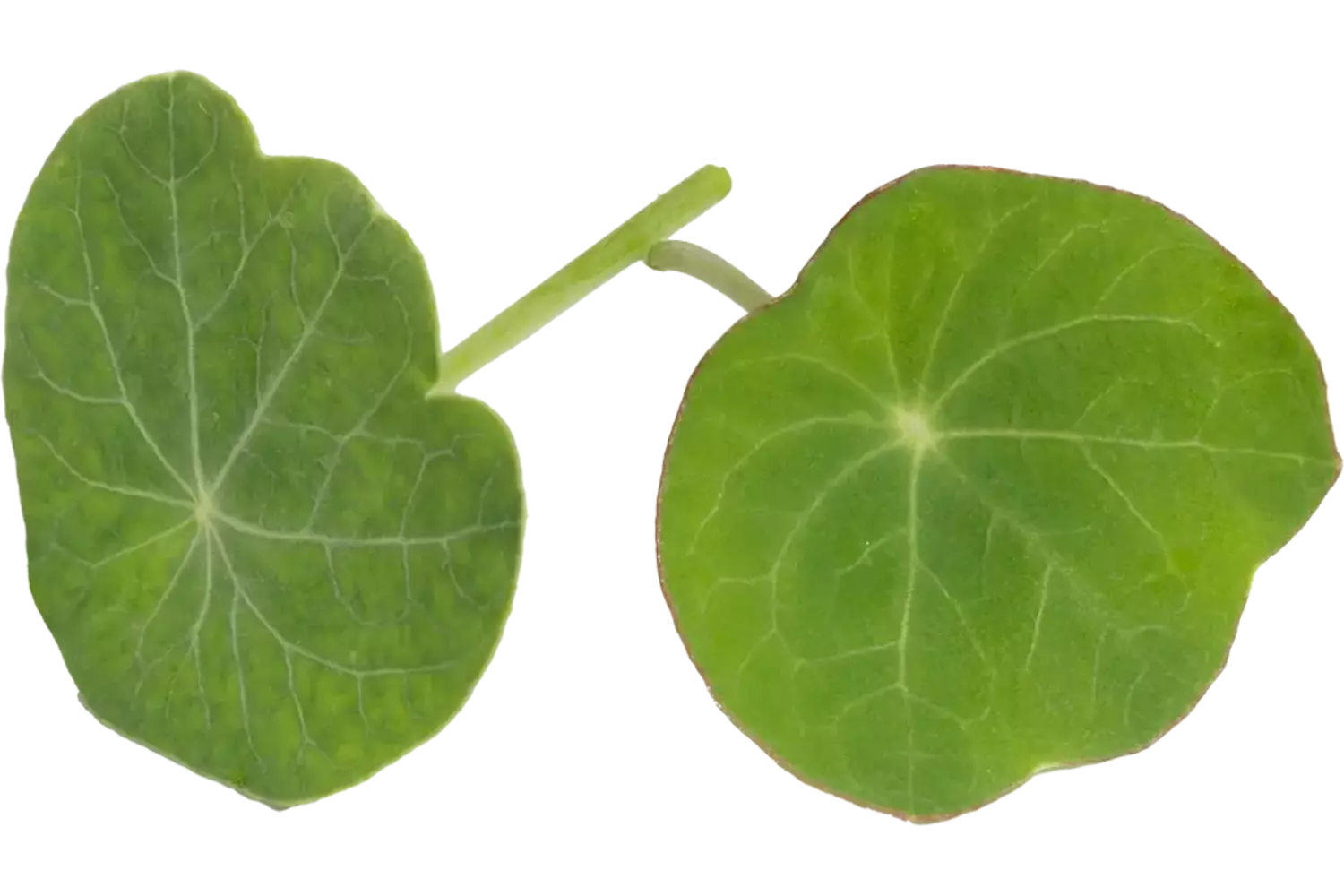 Capuchin leaf 15gr piece
